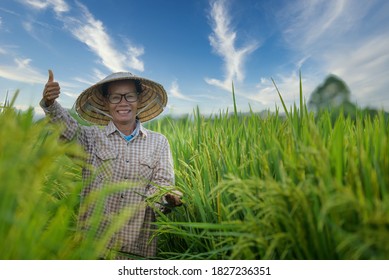 Asian senior or elderly women Vietnamese people have occupations as farmers who work in rice fields in Vietnam.