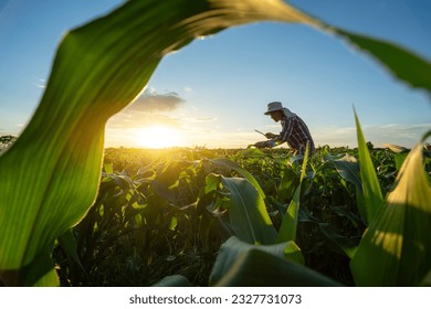 Asian senior farmer working in the agricultural garden of Corn field at sunset. agriculture. - Powered by Shutterstock