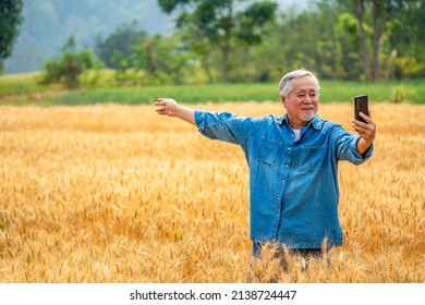 Asian Senior Man Farmer Live Streaming Or Vlogging On Smartphone In Rice Paddy Wheat Field. Elderly Male Farm Owner Prepare Harvesting Wheat Crop Plant. Agriculture Product Industry Technology Concept