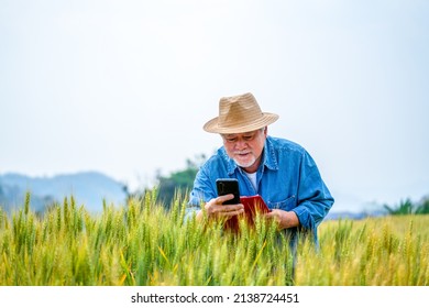 Asian Senior Man Farmer Live Streaming Or Vlogging On Smartphone In Rice Paddy Wheat Field. Elderly Male Farm Owner Prepare Harvesting Wheat Crop Plant. Agriculture Product Industry Technology Concept