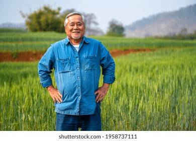 Asian senior man farmer standing in rice paddy wheat field with happiness. Smiling elderly male farm owner working and preparing harvest organic wheat crop plant. Agriculture product industry concept - Powered by Shutterstock