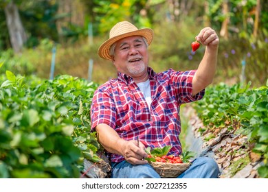 Asian Senior Man Farmer Working In Strawberry Farm With Happiness. Elderly Male Farm Owner Prepare To Harvest Ripe Organic Strawberry Fruit. Agriculture Product Industry And Small Business Concept
