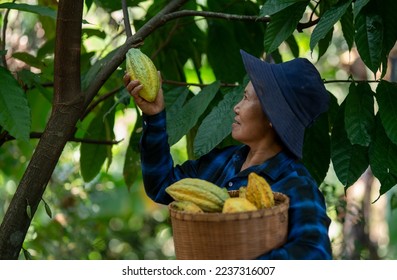 Asian Senior smile woman hand holding basket of harvested cacao pods, selective focus. - Shutterstock ID 2237316007