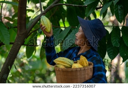 Asian Senior smile woman hand holding basket of harvested cacao pods, selective focus.