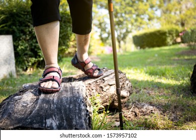 Asian Senior Woman Balancing On Wooden Stump,healthy Elderly People Legs Walking On The Log Timber At Park,old People Cross Log With Walking Stick,physical Exercise,training Leg Muscles, Body Balance 