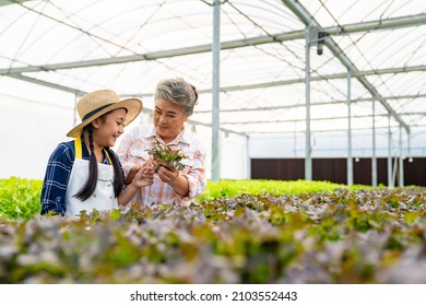 Asian senior woman farmer teach grandchild girl growing organic lettuce in greenhouse garden. Little girl helping grandmother working in hydroponics vegetable farm. Education and healthy food concept - Powered by Shutterstock