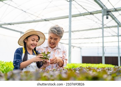 Asian senior woman farmer teach grandchild girl growing organic lettuce in greenhouse garden. Little girl helping grandmother working in hydroponics vegetable farm. Education and healthy food concept