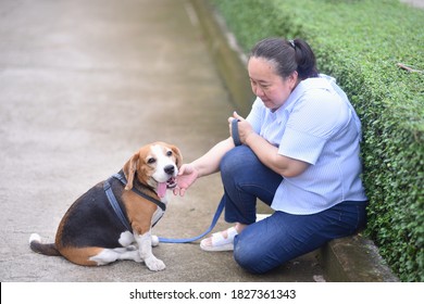 
Asian Senior Woman Playing Tease With Her Beagle Dog In The Park