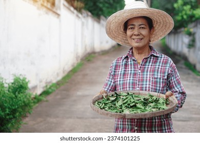 Asian senior woman wear hat, plaid shirt, hold tray of dried herbal leaves. Concept, Local wisdom of choosing herbs to be alternative medicine for health and remedy sickness. Lifestyles                - Powered by Shutterstock