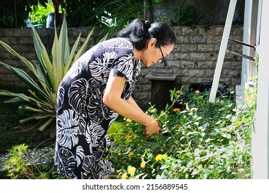 Asian Senior Women Doing Gardening Activity In The Morning