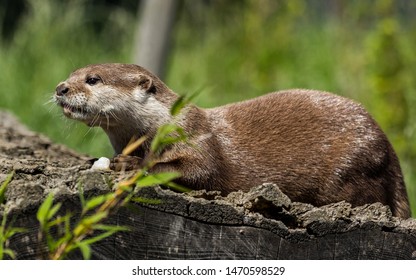 Asian Short Clawed Otter, in captivity.
