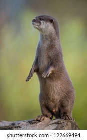 Asian Short Clawed Otter Standing