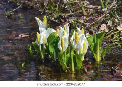 Asian skunk cabbage blooming in the marsh - Shutterstock ID 2234282077