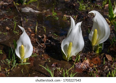 Asian Skunk Cabbage In Oze