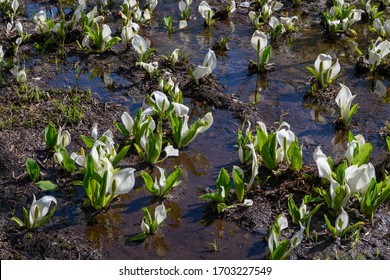 Asian Skunk Cabbage In Oze