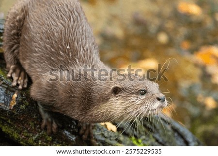 Asian small clawed otter Amblonyx cinerea, also known oriental small clawed otter or simply small clawed otter on the rock. detailed closeup portrait of a cute little brown animal
