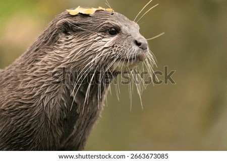 Asian small clawed otter Amblonyx cinerea, also known oriental small clawed otter or simply small clawed otter on the rock. detailed closeup portrait of a cute little brown animal