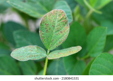 Asian soybean rust (Phakopsora pachyrizi) pustules on the soybean leaf. - Shutterstock ID 2180841531