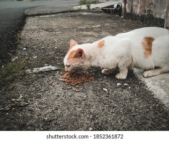 Asian stray cat having their food on the roadside during the day - Shutterstock ID 1852361872