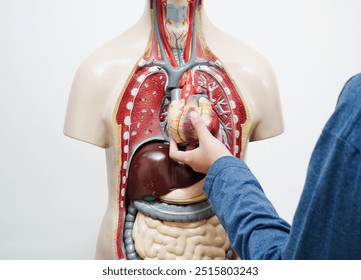 Asian student learning with human body model in anatomy biology in classroom at high school. - Powered by Shutterstock