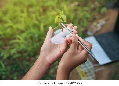 Asian Student Scientist Holding A Test Tube With Plant