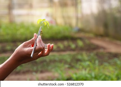 Asian student scientist holding a test tube with plant - Shutterstock ID 526812370
