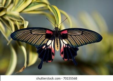 Asian butterfly vic foto