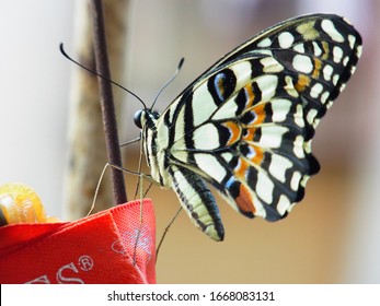 Asian Swallowtail Butterfly Found In Northeast Asia, Northern Myanmar, Southern China, Taiwan, The Korean Peninsula, Japan, Siberia And The Hawaiian Islands.