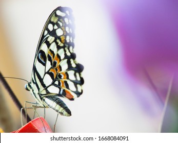 Asian Swallowtail Butterfly Found In Northeast Asia, Northern Myanmar, Southern China, Taiwan, The Korean Peninsula, Japan, Siberia And The Hawaiian Islands.