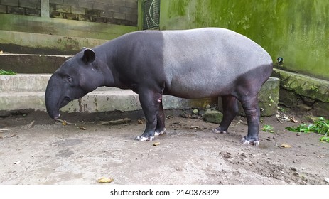 Tapir Fuck