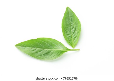 Asian Thai basil fragrant green herb on white background 