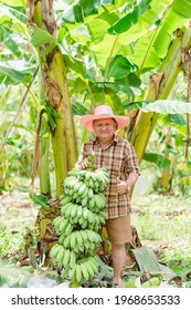 Asian Thai Senior Man Farmer Bearing Green Banana On Farm Plantation In South East Asia Thailand.man Holding Green Banana For Export To Japan And Europe.Agriculture Organic Fruits Business.Banana.