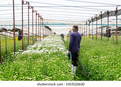 Asian, Thai,man farmer to watering the white blossom chrysanthemum field. Worker floral farming. Agricultural and Business. - Shutterstock ID 1453520630