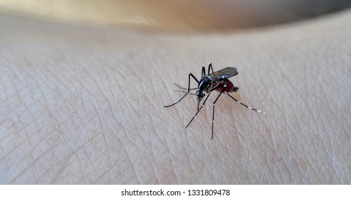 Asian Tiger Mosquito.