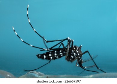 Asian Tiger Mosquito