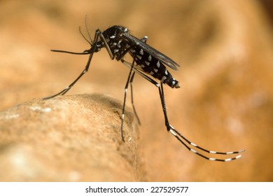 Asian Tiger Mosquito