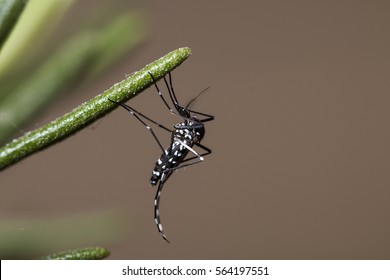 Asian Tiger Mosquito.