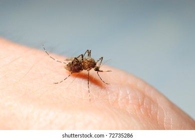 Asian Tiger Mosquito