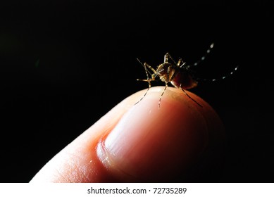 Asian Tiger Mosquito