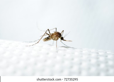 Asian Tiger Mosquito