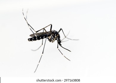 Asian Tiger Mosquito (Aedes albopictus) isolated on white background