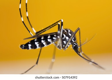 Asian Tiger Mosquito (Aedes Albopictus)