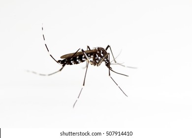 Asian Tiger Mosquito (Aedes albopictus) isolated on white background