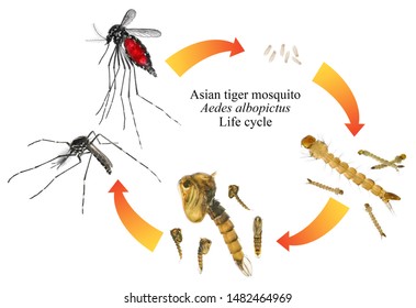 Asian Tiger Mosquito Forest Mosquito Aedes Stock Photo (Edit Now ...