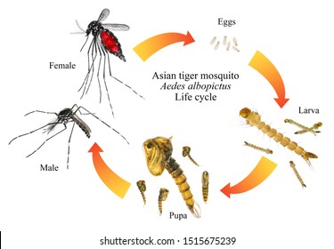 Asian Tiger Mosquito Forest Mosquito Aedes Stock Photo 1515675239 ...