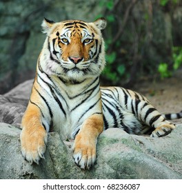 Asian Tiger On Rock