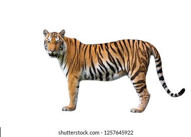 Asian Tiger On A White Background.