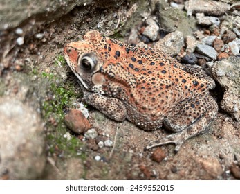 Asian Toad is taking sun bask at yard