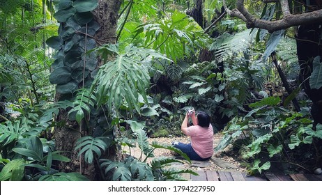 Asian Tourist Take Pictures In Outdoor Tropical Gardens During Rainy Season In Thailand, Rainforest, Tall Trees.