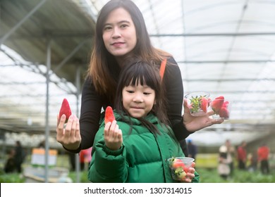 Asian tourists,mother and daughter are happy with strawberry tasting fresh in strawberry farm,Travel to Korea
